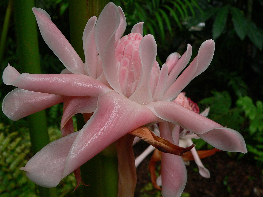087 Cairns Botanic Gardens.jpg